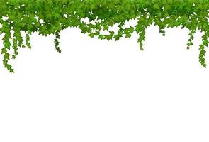 liana de hiedra con hojas verdes, enredaderas tropicales de la selva vector
