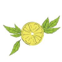 A branch of lemon and oregano. Green tea leaves and yellow citrus fruit. Vector stock illustration. Sour, juicy, ripe.