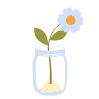 A flower in a glass jar. Vector stock illustration. A houseplant. Isolated on a white background.