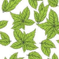 Mint leaves seamless pattern. Background. Endless ornament. vector