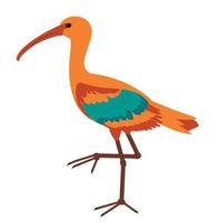 Ibis, bird species. The key holds the worm. vector