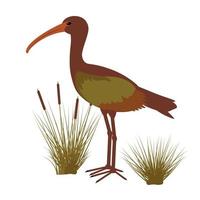 Ibis, bird species. The key holds the worm. vector