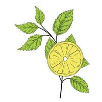 A branch of lemon and oregano. Green tea leaves and yellow citrus fruit. Vector stock illustration. Sour, juicy, ripe.