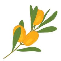 Sea buckthorn is the yellow fruit of a shrub. Vector stock illustration. Orange ripe berries. Isolated on a white background.