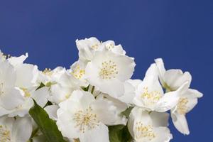 Jasmine blooms, close up photo