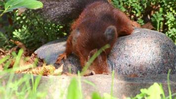 Eurasian red squirrel with bushy tail and red furr searching for nuts as preparation for cold winter and autumn builds up stock piles in garden jumping and hopping agile and lovely through a park video