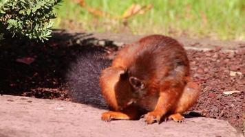 Ardilla roja euroasiática con cola tupida y pelaje rojo en busca de nueces como preparación para el frío invierno y el otoño acumula pilas en el jardín saltando y saltando ágil y encantador a través de un parque video