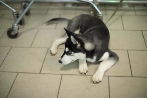 perro en la tienda. la mascota está esperando al dueño. perro de raza husky. foto