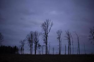 Tree in forest. Forest landscape. Beauty of nature. Clouds in sky. Details of nature. photo