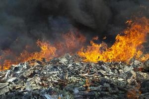 Burning plants in fire. Forest fire. Smoke and fire. photo