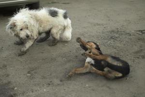 dos perros juegan afuera. pelea de perros mascotas divertidas. foto