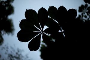 Silhouette of chestnut leaves in evening. Dark leaves. Plant shadows. photo