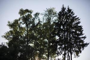 Trees against sky. Silhouettes of plants. Tree trunks. Spreading branches. photo