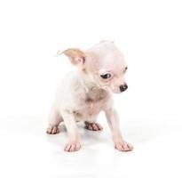 Funny puppy Chihuahua poses on a white background photo