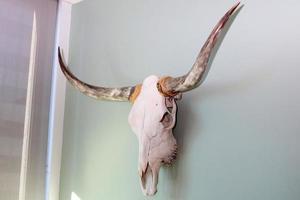 LOS ANGELES  DEC 21 - Longhorn Skull at the Stephen M. Rodriguez and Partners Photoshoot at the U.S. Bank Tower on December 21, 2020 in Los Angeles, CA photo