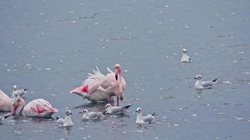 Flamingos jagen im Meer