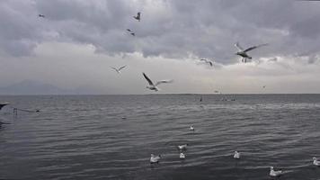 seagulls flygande i himmel video