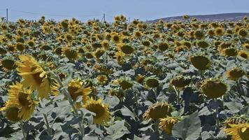 girasoli pianta nel verde natura video