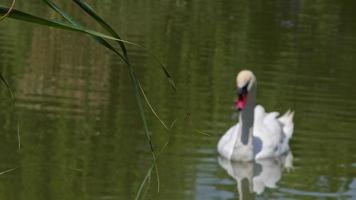 silhouette di un' bianca cigno galleggiante nel il lago video