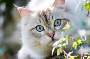 lindo gato persion en color gris y ojos azules. foto