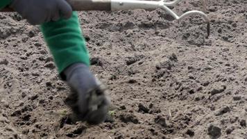 Kaukasisch vrouw boer of tuinman reinigt onkruid in de tuin. vroeg voorjaar voorbereiding voor de tuin seizoen. seizoensgebonden werk. visie van vrouw hand- schoffelen onkruid in de tuin Aan een zomer dag. video