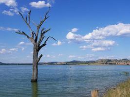 árbol muerto sin hojas parado solo en la playa del lago hume. foto