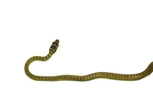 Chrysopelea ornata green snake isolated on white background. photo