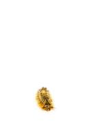 Brown furry Caterpillar in selective focus on white background. photo