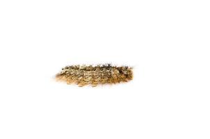 Brown Furry Caterpillar isolated on white background. photo