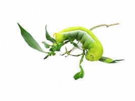 Green Caterpillar walking in close up isolated on white background. photo