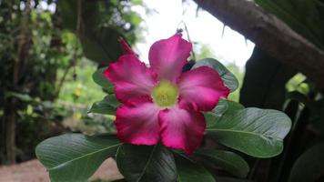 pink desert rose flower in garden video