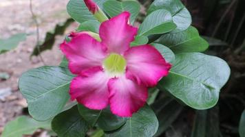 pink desert rose flower in garden video