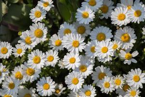 Beautiful daisy flowers as  background photo