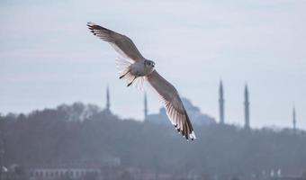 Seagulls flying in sky  in Istanbul photo