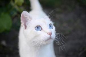 Pure white cat with turquoise blue eyes and pink defective ears photo