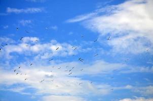 muchas gaviotas blancas vuelan en el cielo azul nublado foto