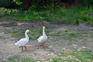 A pair of funny white geese are walking along the dirty grassy yard photo