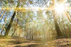 paisaje soleado de primavera en un bosque de pinos a la luz del sol. acogedor espacio forestal entre los pinos, salpicado de conos caídos y agujas de coníferas foto