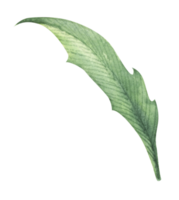 Watercolor green leaf element. png