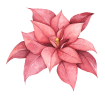 Red Christmas poinsettia flower. Watercolor illustration. Botanical illustration for design, print or background. png