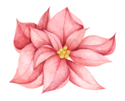 Red Christmas poinsettia flower. Watercolor illustration. Botanical illustration for design, print or background. png