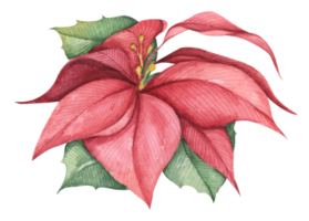 Red Christmas poinsettia flower. Watercolor illustration. Botanical illustration for design, print or background. png