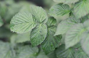 Photo of a few green leaves from a raspberry bush. Growing bush of raspberry. Macro photo with blurred background