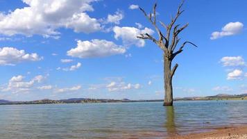 Blattloser toter Baum, der allein in der Naturparklandschaft des Bowna-Wasserreservats am Ufer des Lake Hume, Albury, New South Wales, Australien, steht. video