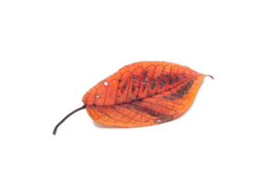 pequeña hoja de otoño marrón aislada sobre fondo blanco png