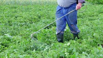 um agricultor aplicando inseticidas em sua plantação de batatas. pernas de um homem em equipamento de proteção individual para aplicação de pesticidas. um homem pulveriza arbustos de batata com uma solução de sulfato de cobre. video