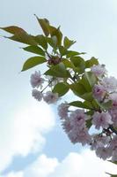 Pastel pink cherry sakura in Japan in blossoming season photo