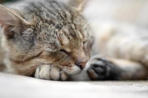 Close up of a sad and lazy tabby cat napping on the couch outdoors in evening photo