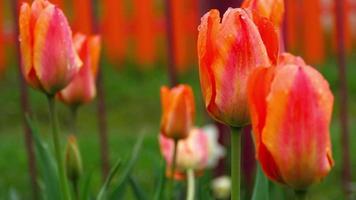 gouttes de pluie sur les pétales d'une fleur tulipe orange rouge video