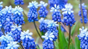 Nahaufnahme einer Blume Muscari erste blaue Frühlingsblume und Narzissen nach Regen, Rack-Fokus video